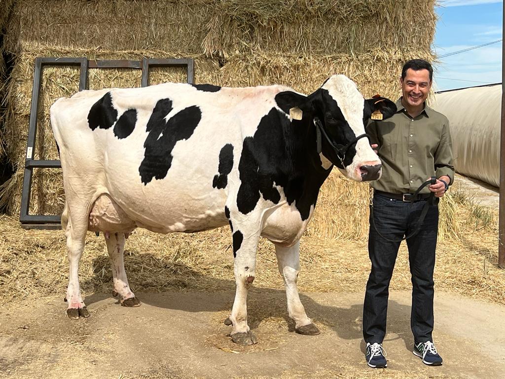 Juanma Moreno posa con una vaca en la campaña andaluza este miércoles en la provincia de Córdoba. Foto/ Cabanillas