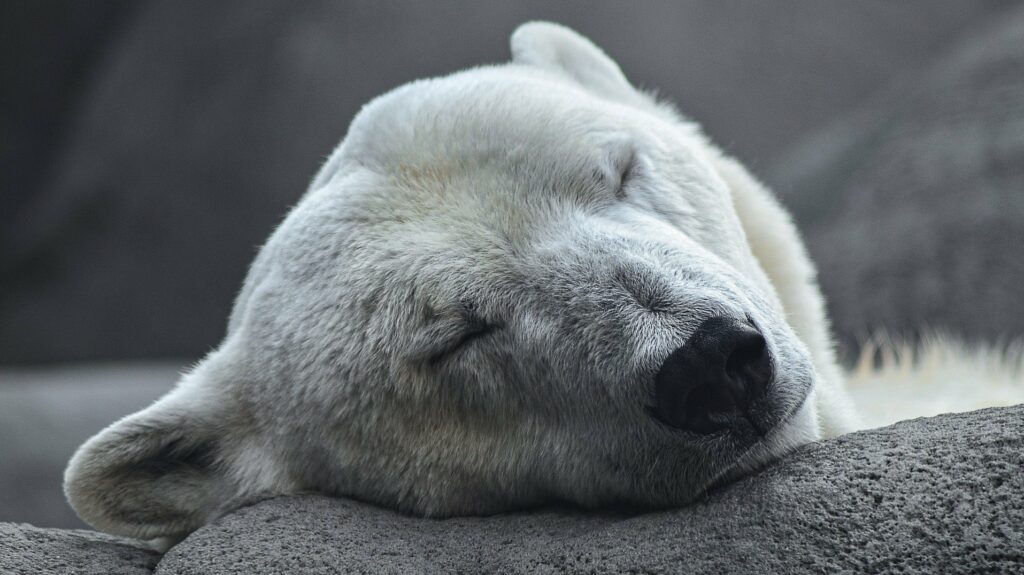 Lo que los osos polares nos enseñan sobre la hibridación humana