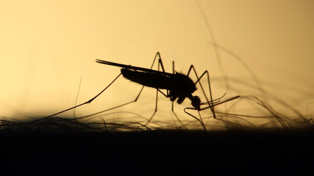 Los virus del dengue y Zika hacen a sus víctimas más apetecibles para los mosquitos