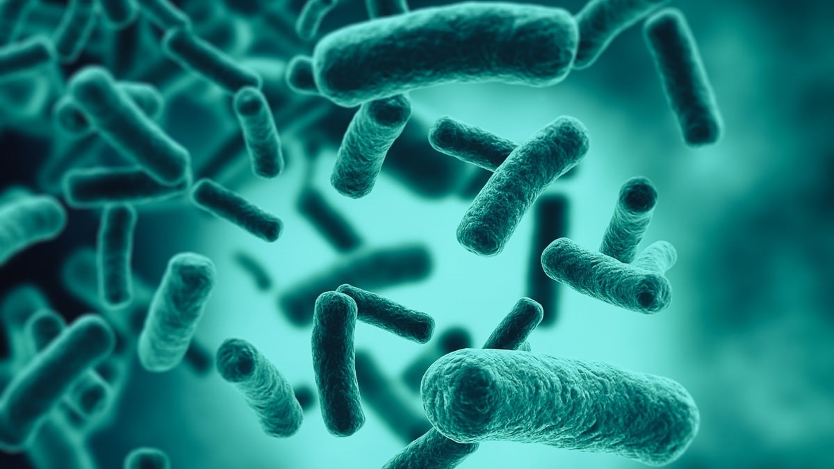 Las bacterias que viven en el intestino conforman la microbiota natural de los seres vivos. (Foto de ARCHIVO)