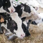 Vacas leche campo ganadería