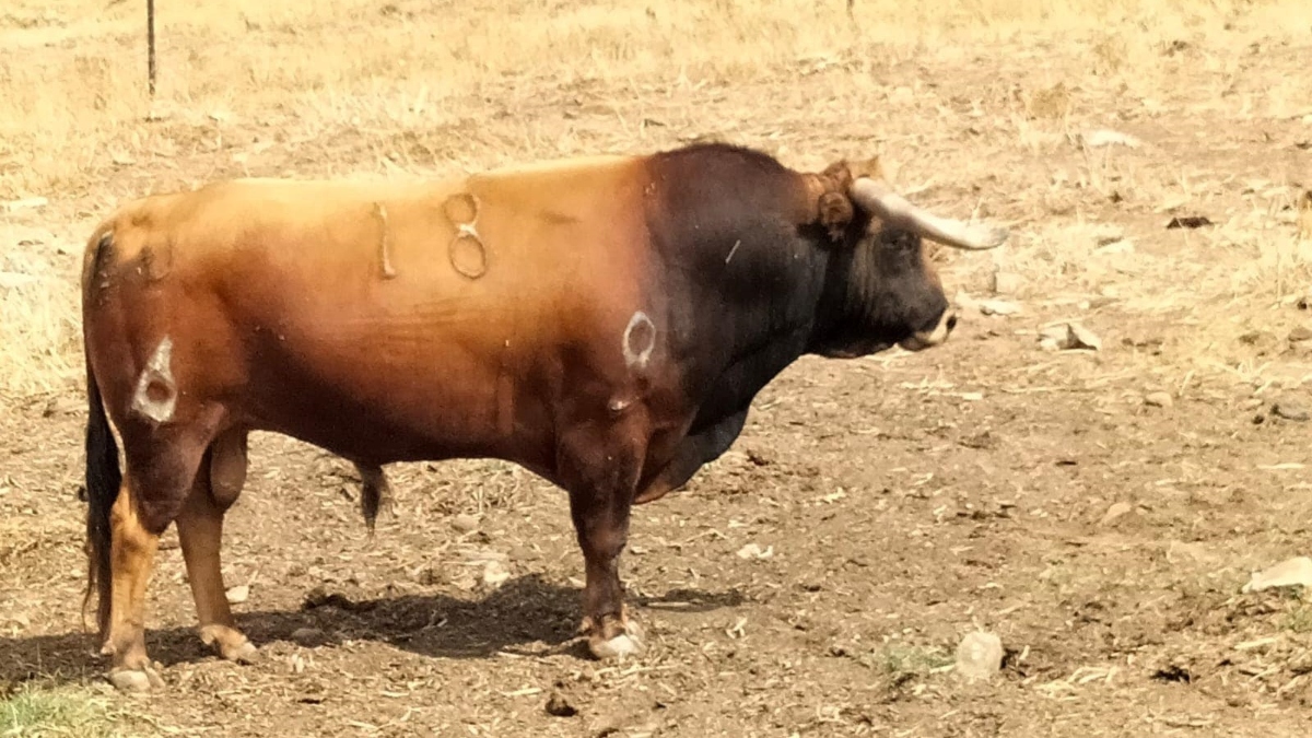 Fallece un hombre tras ser corneado por un toro embolado en Cella (Teruel)