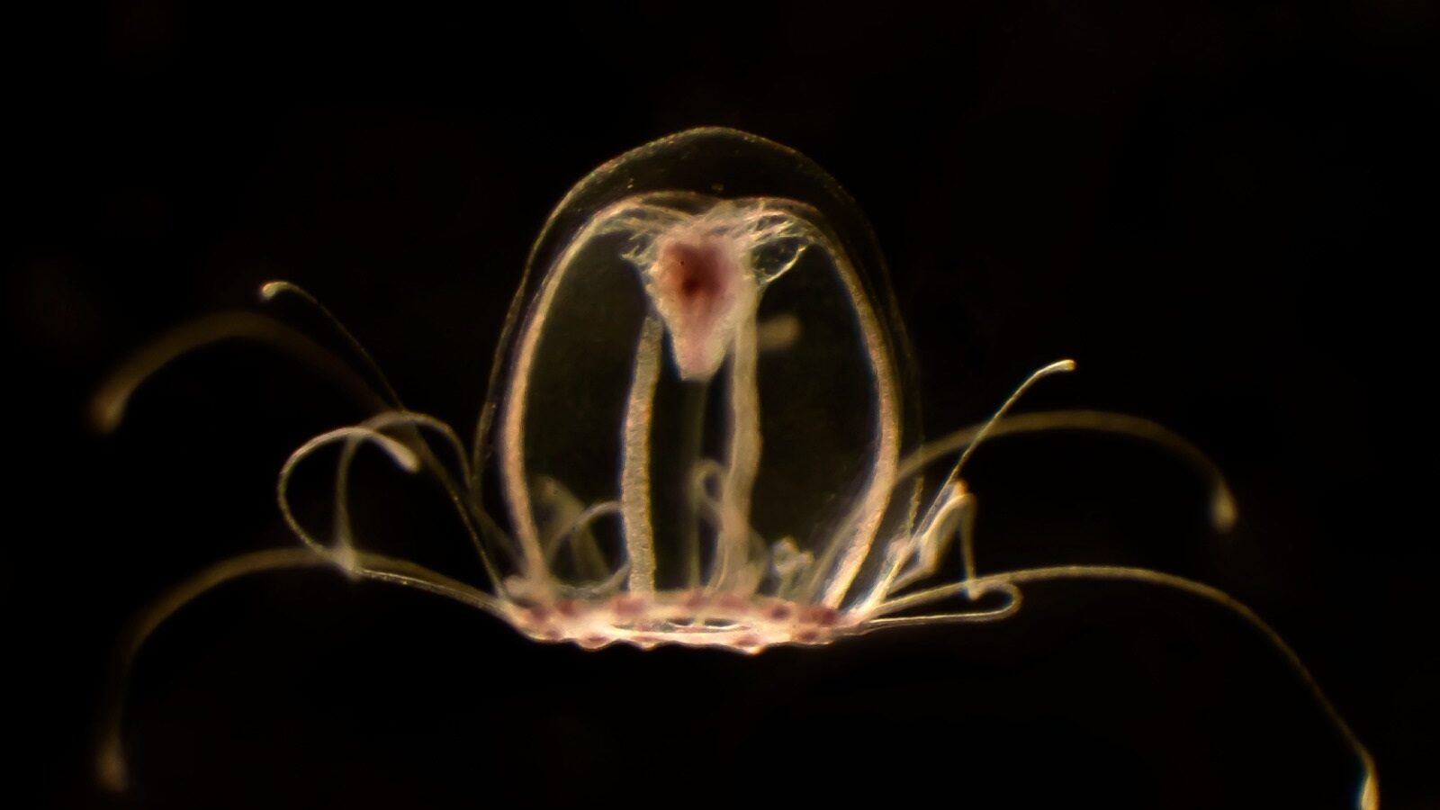 Ejemplar de Turritopsis dohrnii (medusa inmortal))