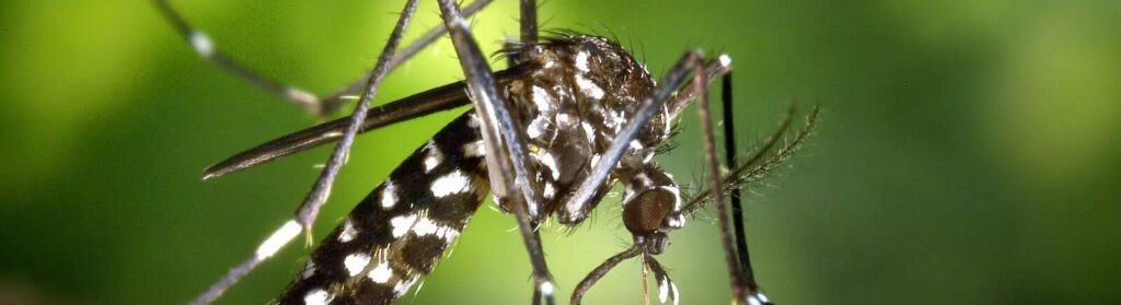 Valencia comienza la guerra contra la plaga del mosquito tigre al liberar 1,3 millones de machos estériles