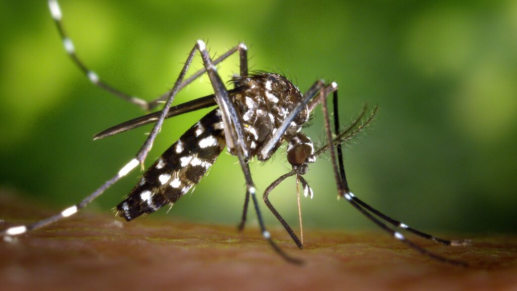 Sanidad adquiere un sistema para vigilar a mosquitos vectores de dengue y chikungunya