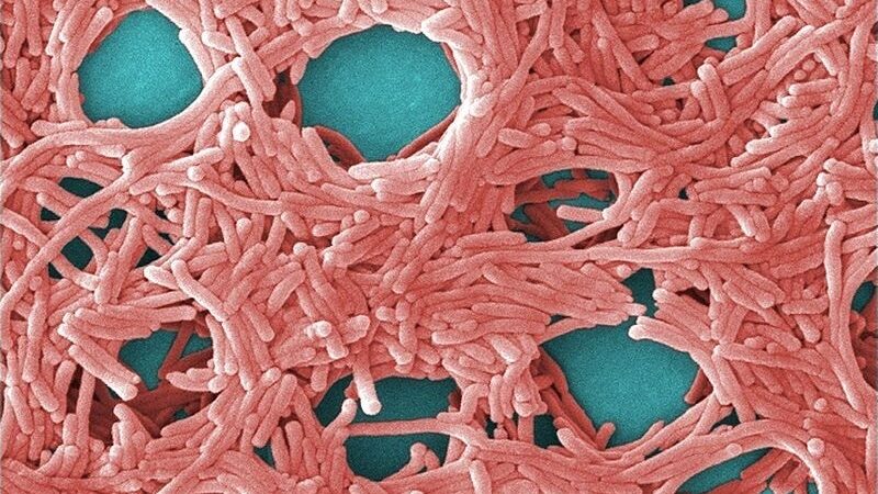 Bacteria legionela