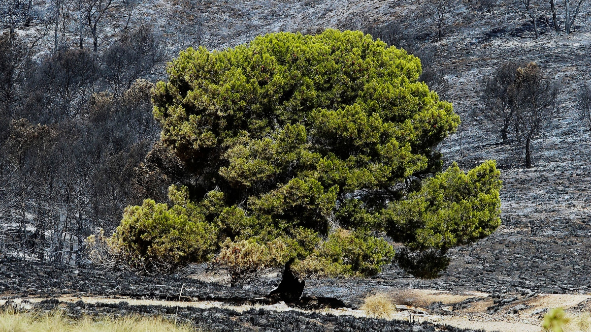 ¿Cómo se recupera un terreno tras la extinción de un incendio forestal?