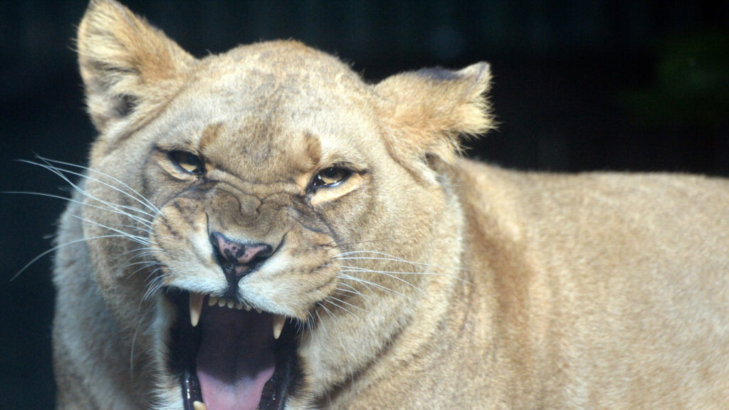 Un león mata a un hombre que se coló en su jaula en un zoo de Accra (Ghana)