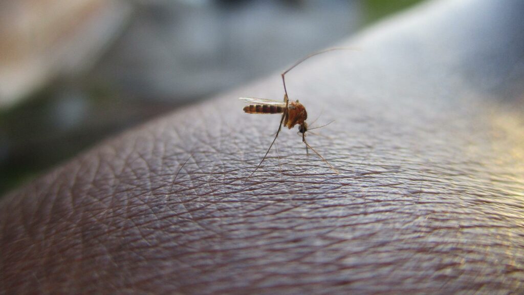 El truco del ventilador para que no te piquen los mosquitos: así tienes que ponerlo por las noches