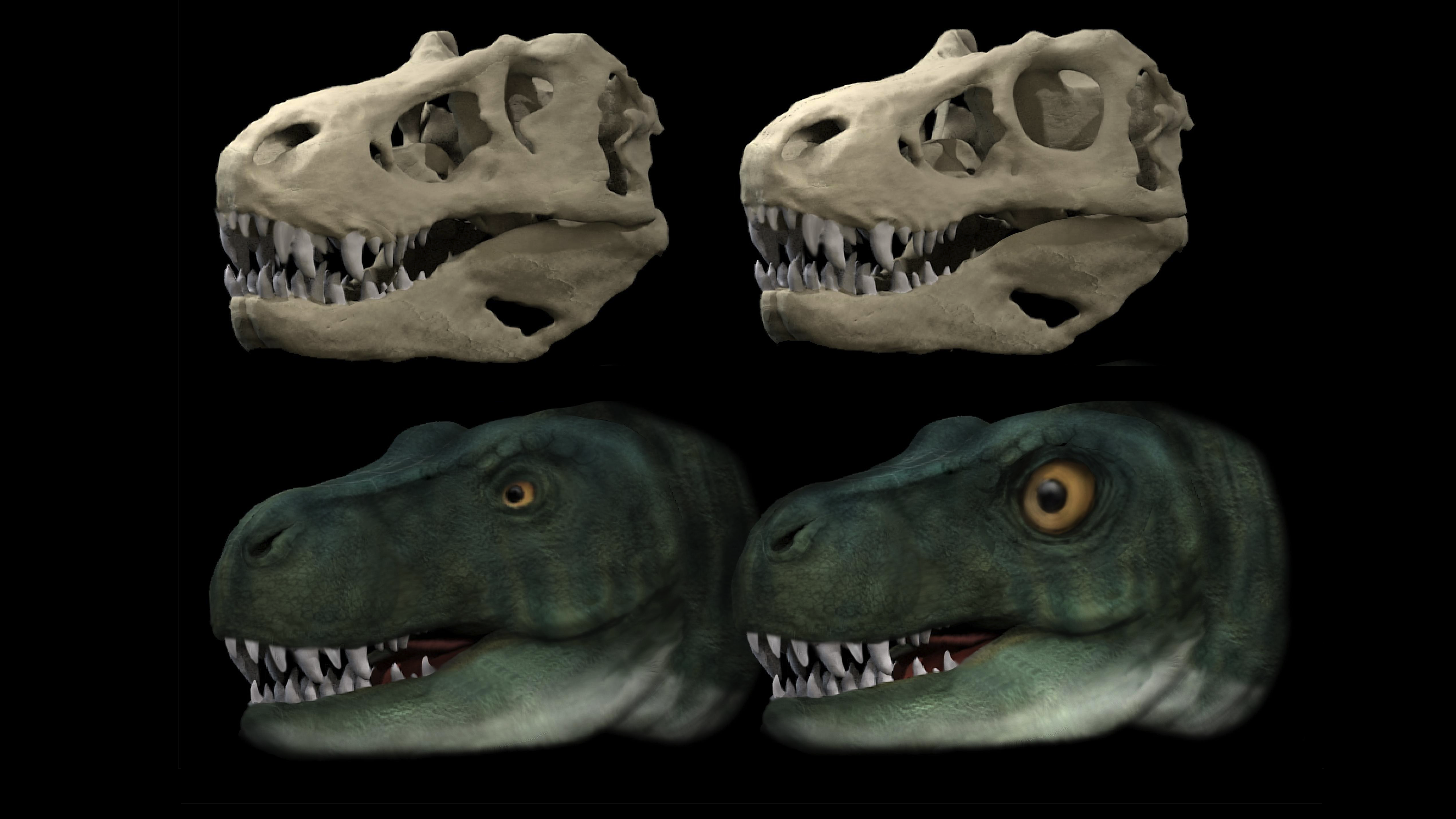 Por qué el T. rex tenía los ojos tan pequeños? Para 'morderte' mejor