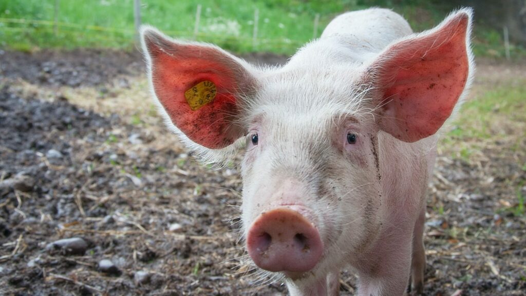 Científicos logran revivir los órganos de un cerdo una hora después de su muerte