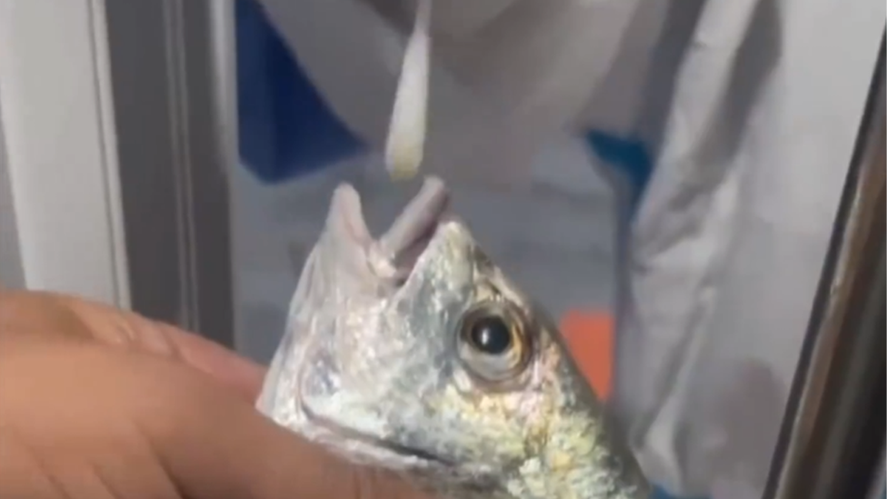 Test covid realizado a un pez en China
