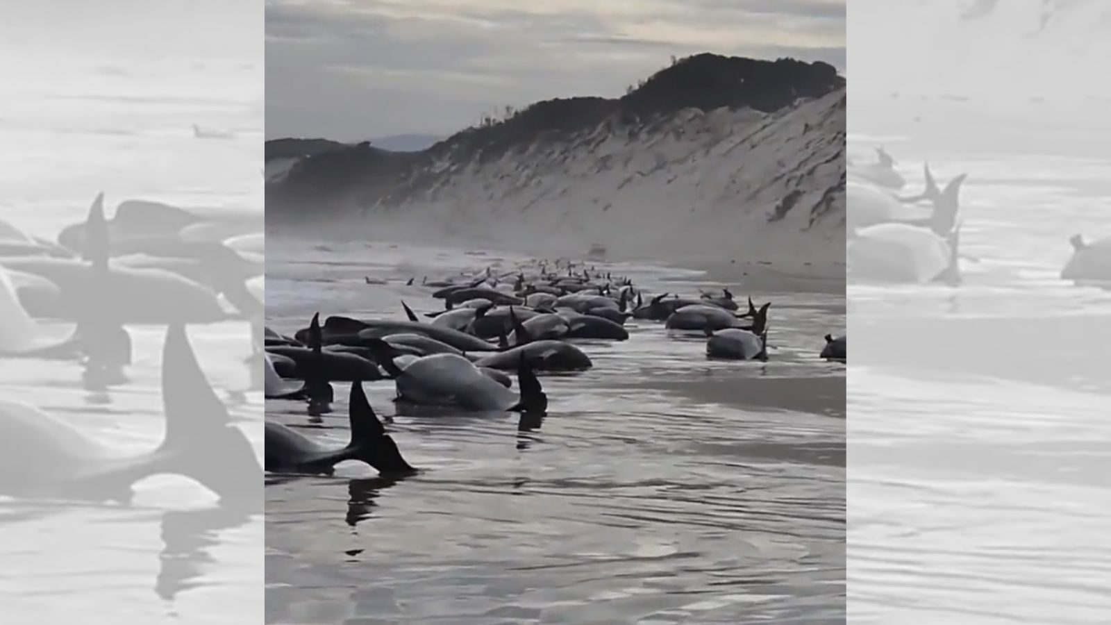 Unas 200 ballenas mueren tras quedar varadas en una remota playa de Australia
