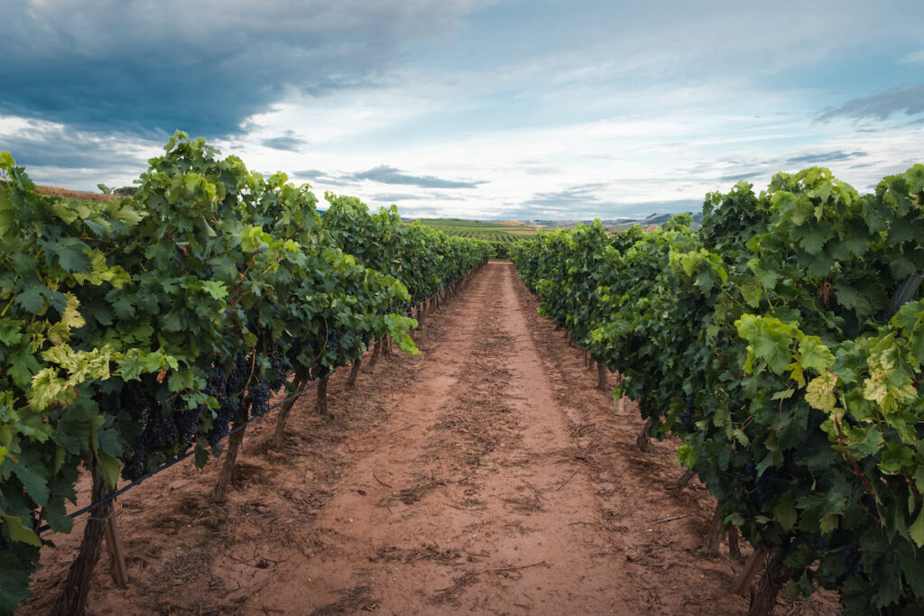 Una vendimia a la medida del sector vitivinícola