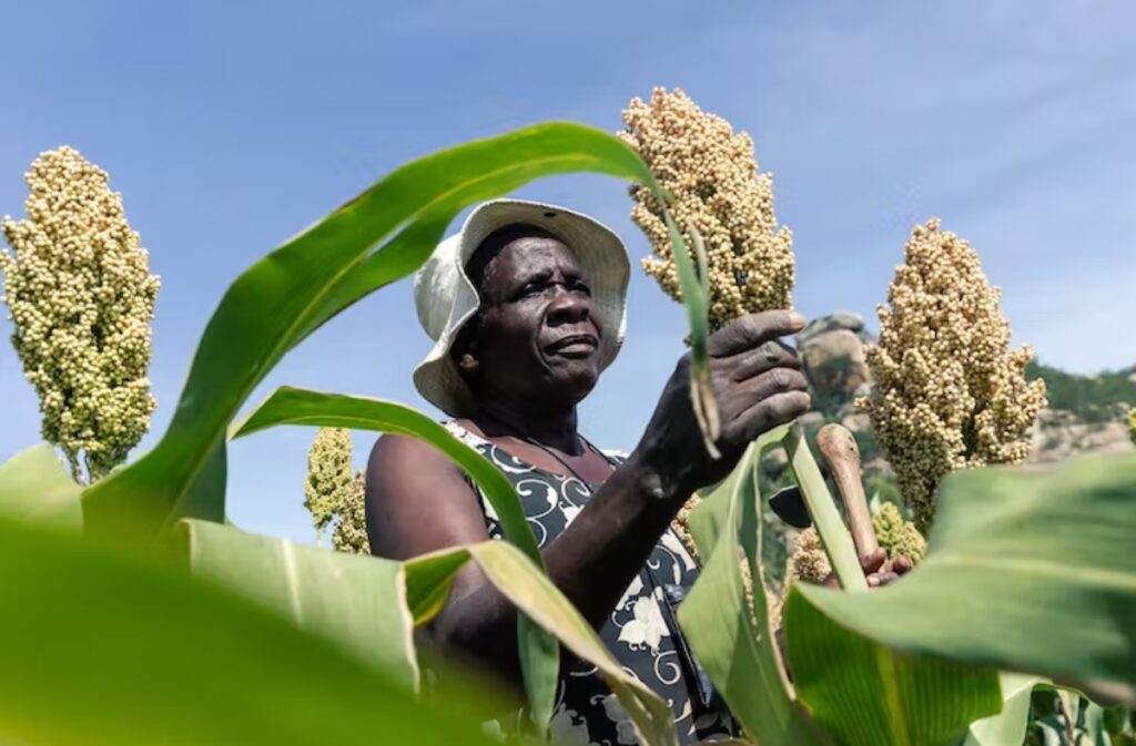 Un agricultor de Zimbabue se pasó al sorgo, un cultivo de grano que puede prosperar en condiciones de sequía, ya que la falta de agua marchitó otros cultivos en 2019