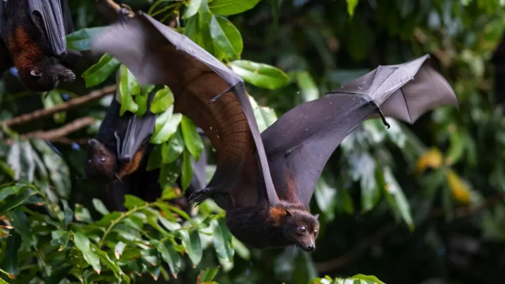 Radiografía de una zoonosis: por qué no conviene acorralar a los murciélagos