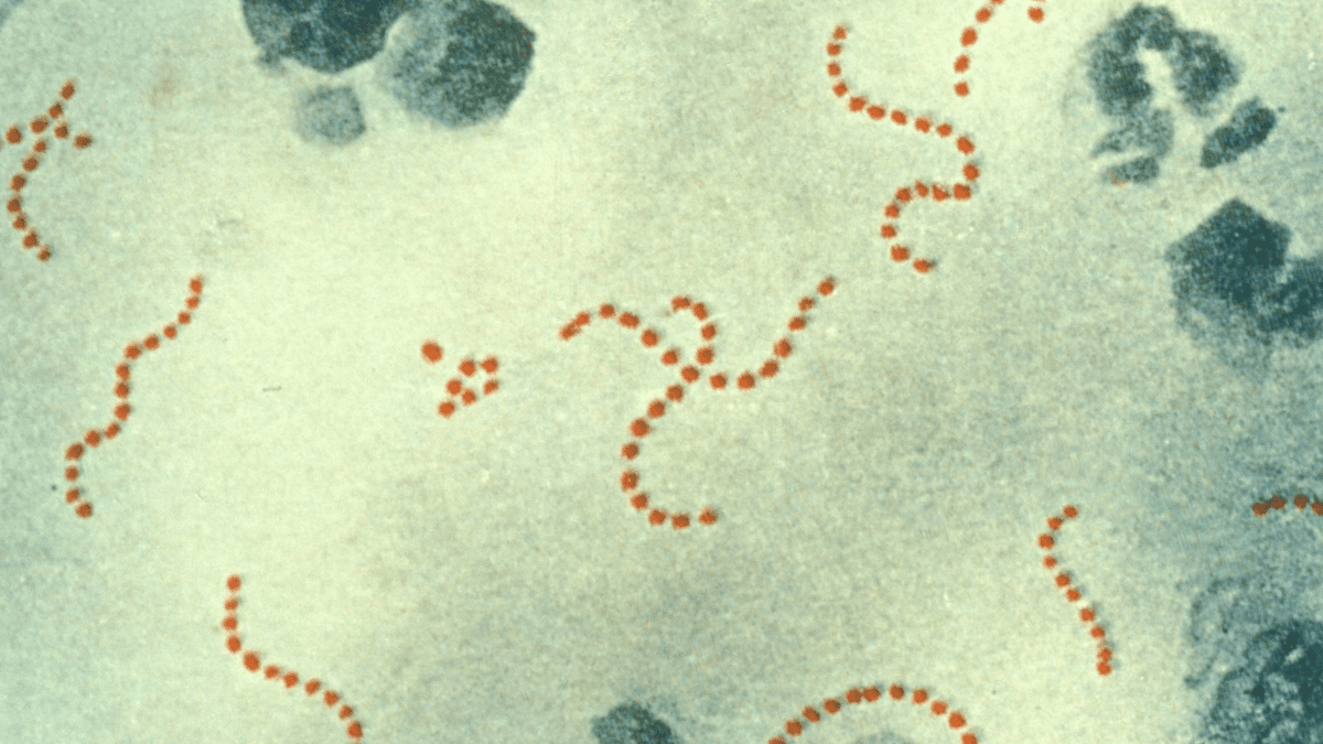 Qué es el estreptococo A, la nueva bacteria que circula entre los menores