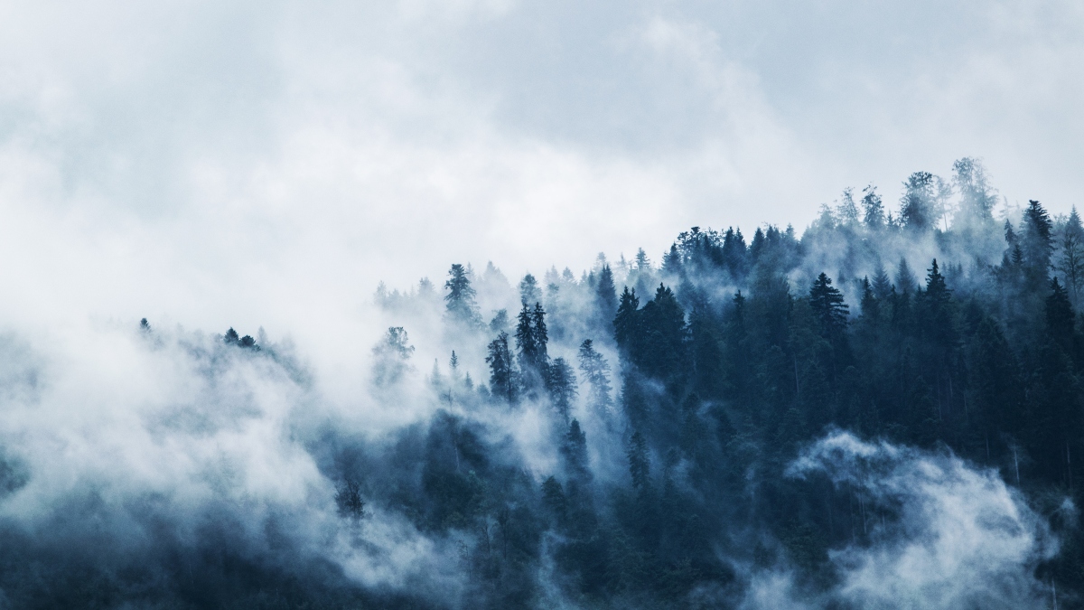 Niebla en un bosque