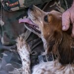 El PSOE cede en la Ley de Bienestar animal y acepta considerar de compañía a los perros de caza