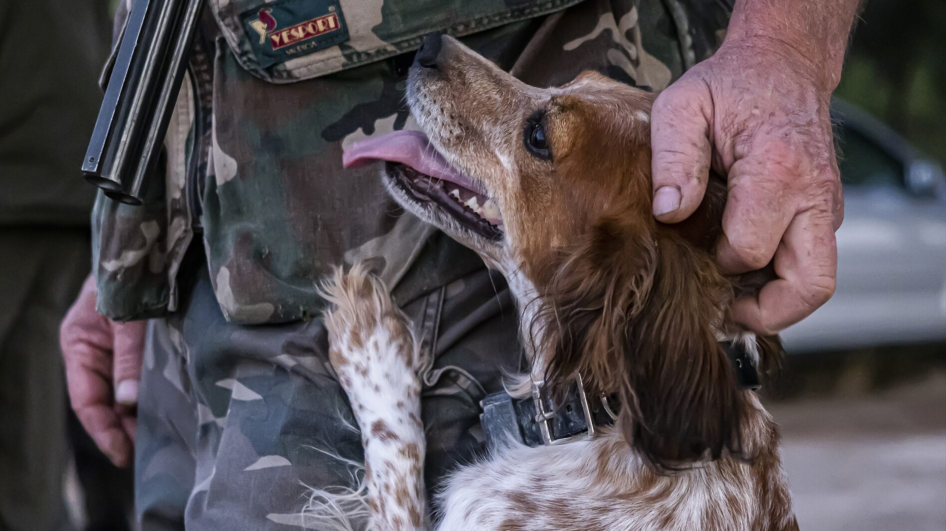 El PSOE cede en la Ley de Bienestar animal y acepta considerar de compañía a los perros de caza