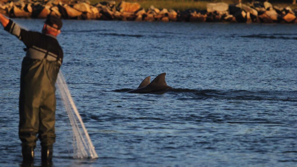 Así es la pesca colaborativa entre delfines y humanos en Brasil