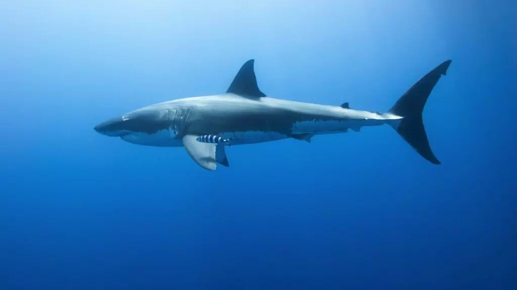Ataque de tiburón: esto es lo que debes hacer para evitarlo según un experto socorrista