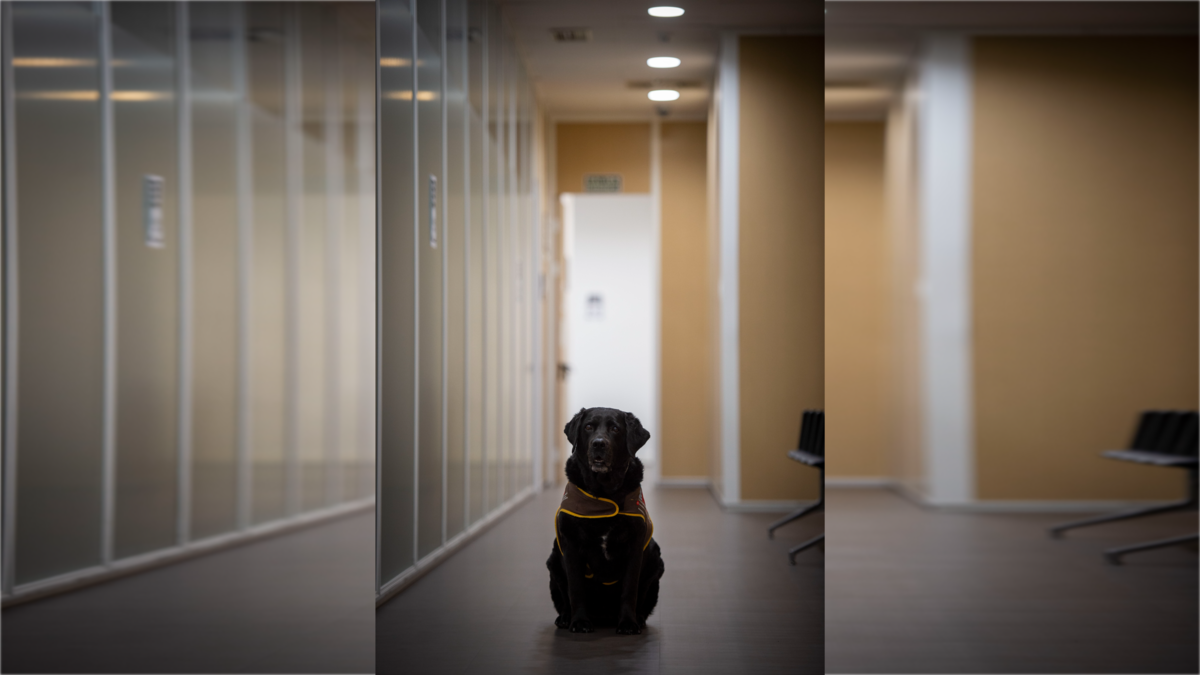 Uno de los perros que acompañan a los menores en sus exploraciones en los juzgados de la Comunidad de Madrid