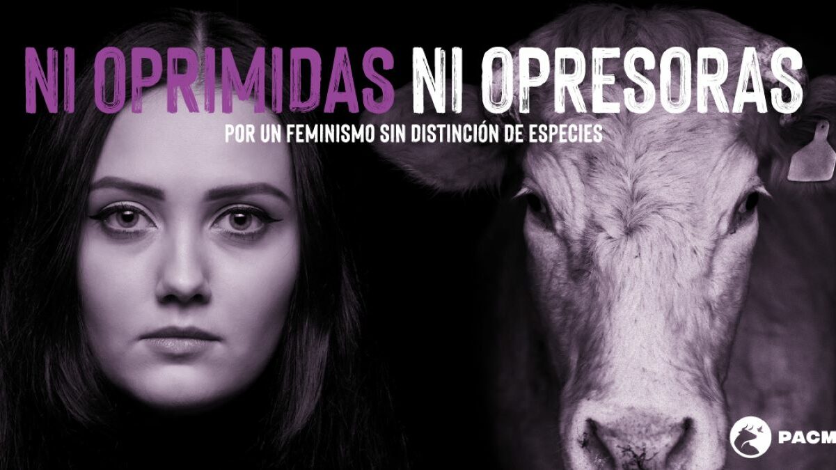 8-M: Pacma la lía al equiparar la "opresión" a las mujeres con la que sufren las vacas