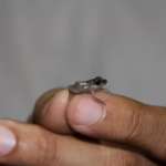 La rana coquí, Eleutherodactylus coqui, es lo bastante ruidosa como para despertar a la gente por la noche