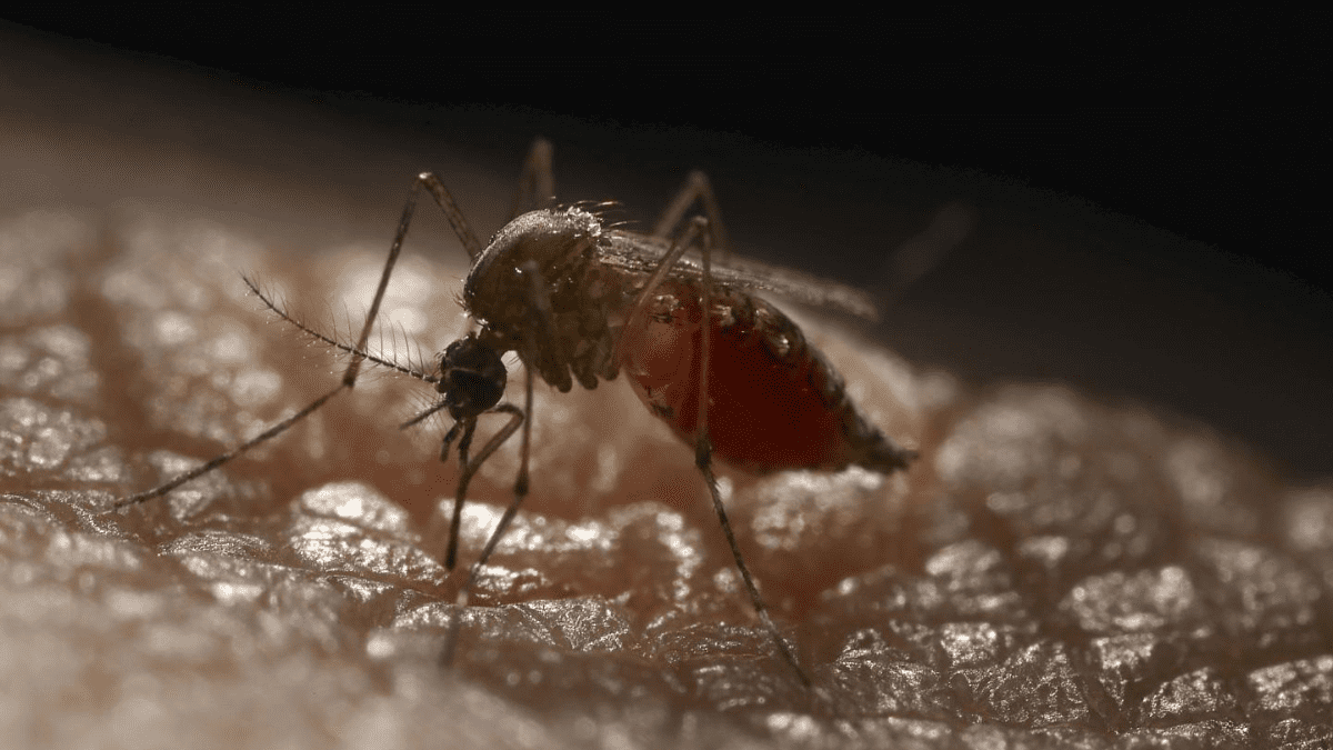 Detectados varios brotes de dengue en Ibiza: ¿Cuáles son los síntomas?