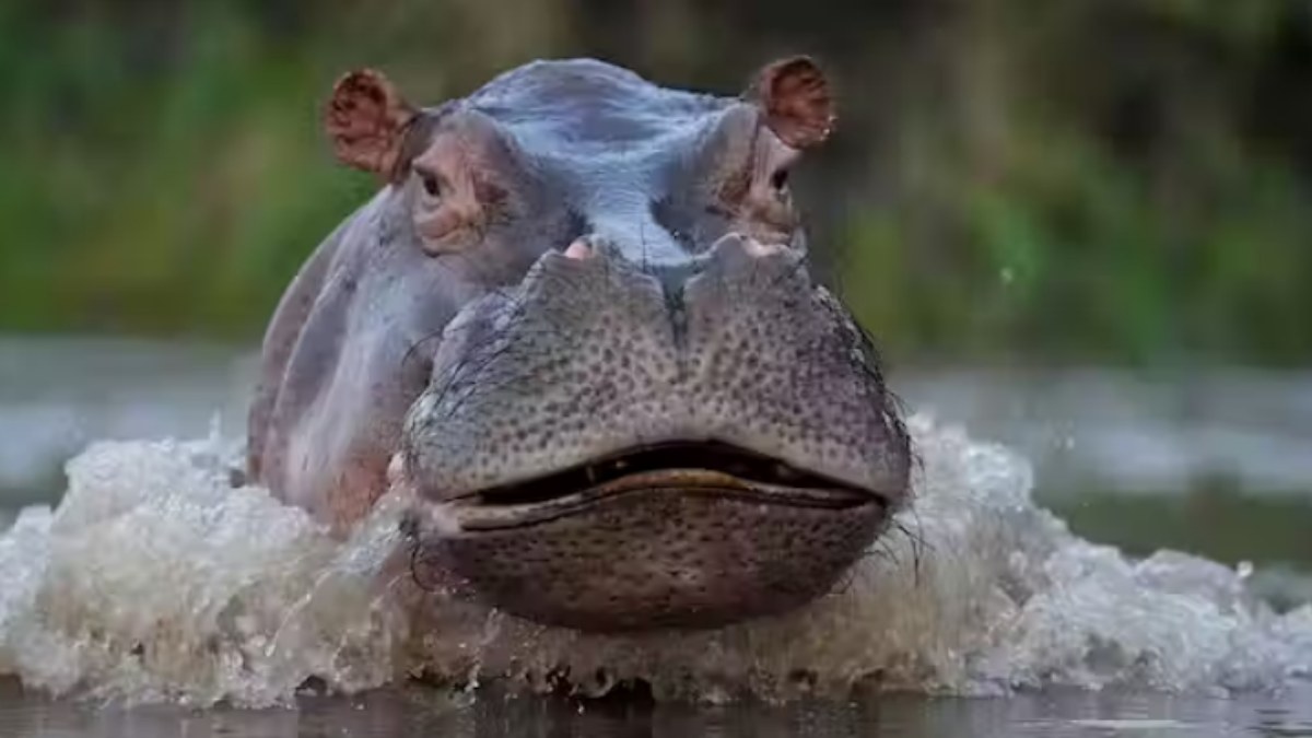 Los "hipopótamos de la coca" de Pablo Escobar son un problema para Colombia