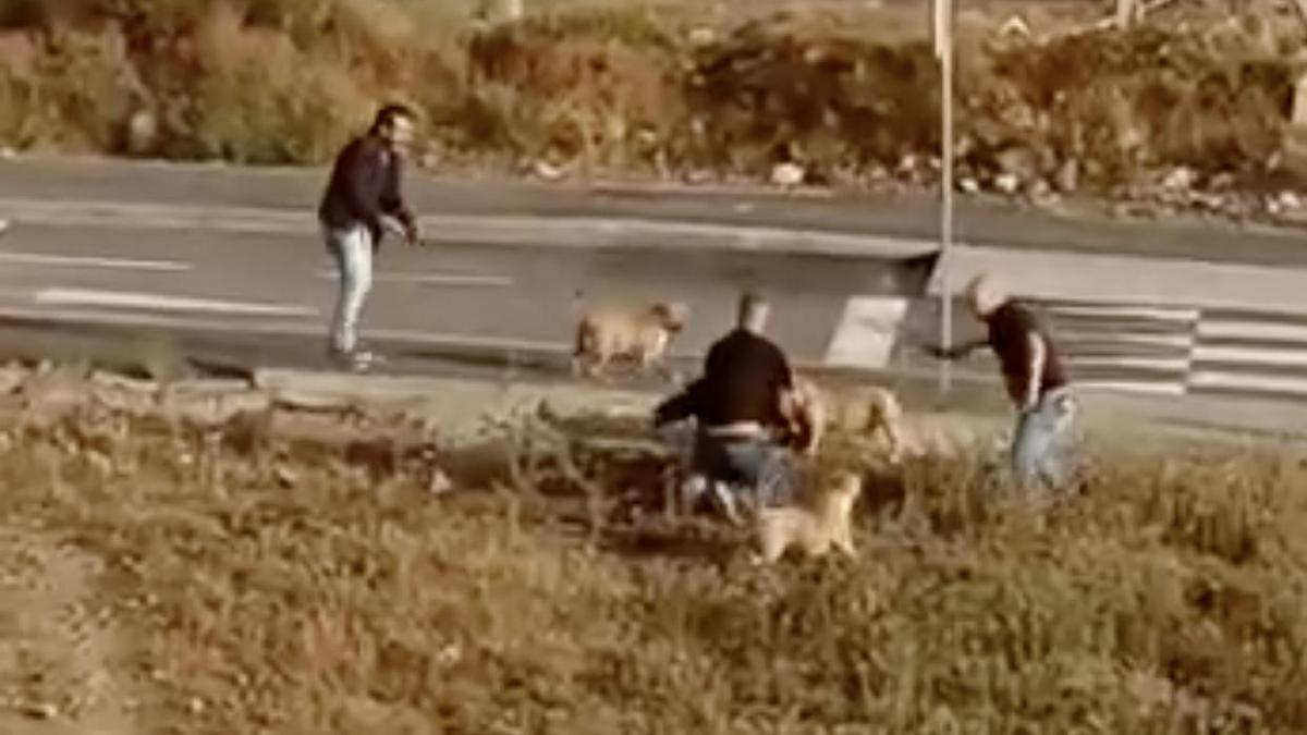 Policías disparan a varios perros en una operación antidroga en Tenerife