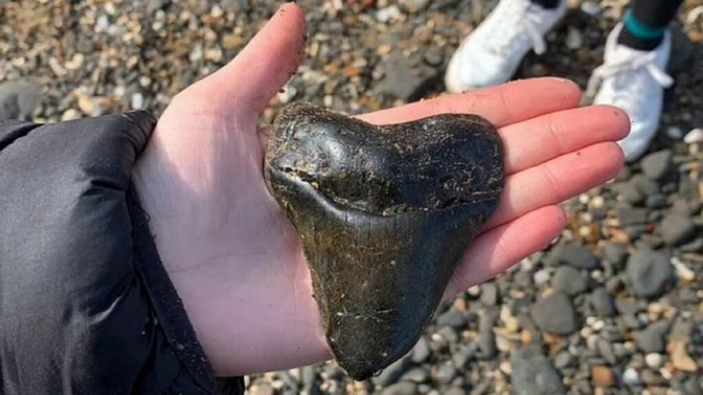 Una niña de 12 años encuentra un diente de tiburón de 20 millones de años
