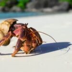¿Sienten los cangrejos? ¿Y las plantas? La consciencia no es exclusiva del ser humano