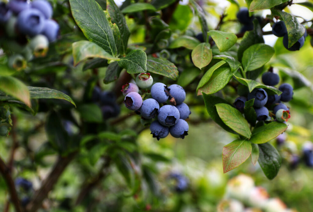 Esta es la fruta que protege al cerebro y reduce el riesgo de demencia y alzhéimer