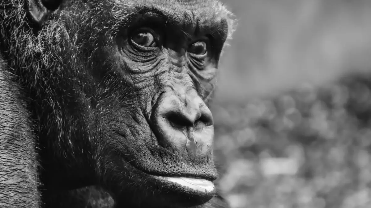 La longevidad y el tamaño del cerebro explican nuestra "aorta de gorila"
