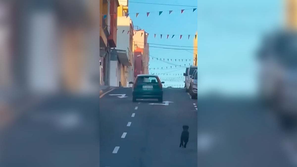El vídeo viral de una conductora que abandona en la carretera a su perro.