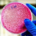 El perfil bueno de 'E. coli', la bacteria que ha ayudado a ganar (al menos) doce premios Nobel