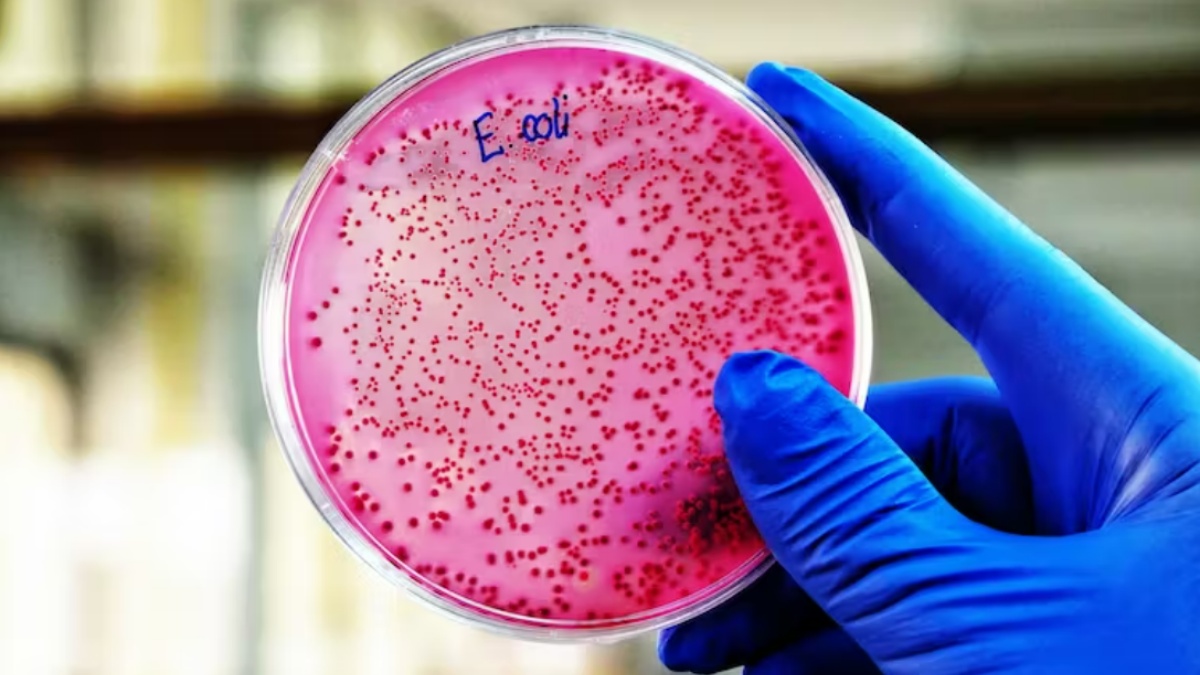 El perfil bueno de 'E. coli', la bacteria que ha ayudado a ganar (al menos) doce premios Nobel