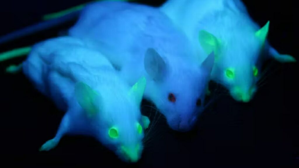 Luz fluorescente en ratones