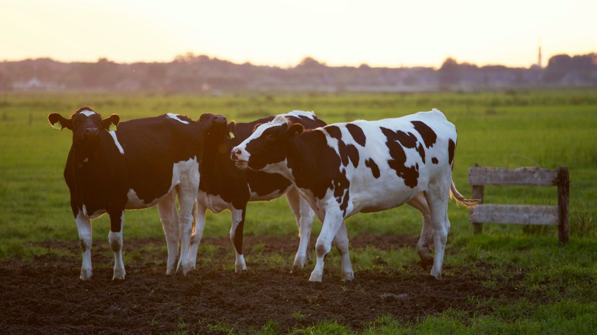 Buscan un 'tiktoker' de vacas: podrá vivir en una camper y conseguir 2.000 euros