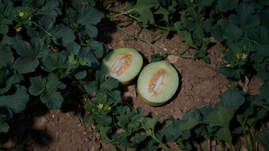 El problema del desabastecimiento de melones y sandías: 