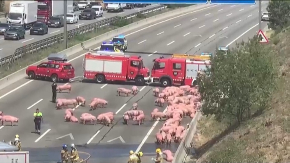 Vuelca un camión de cerdos en la AP-7 (Barcelona)