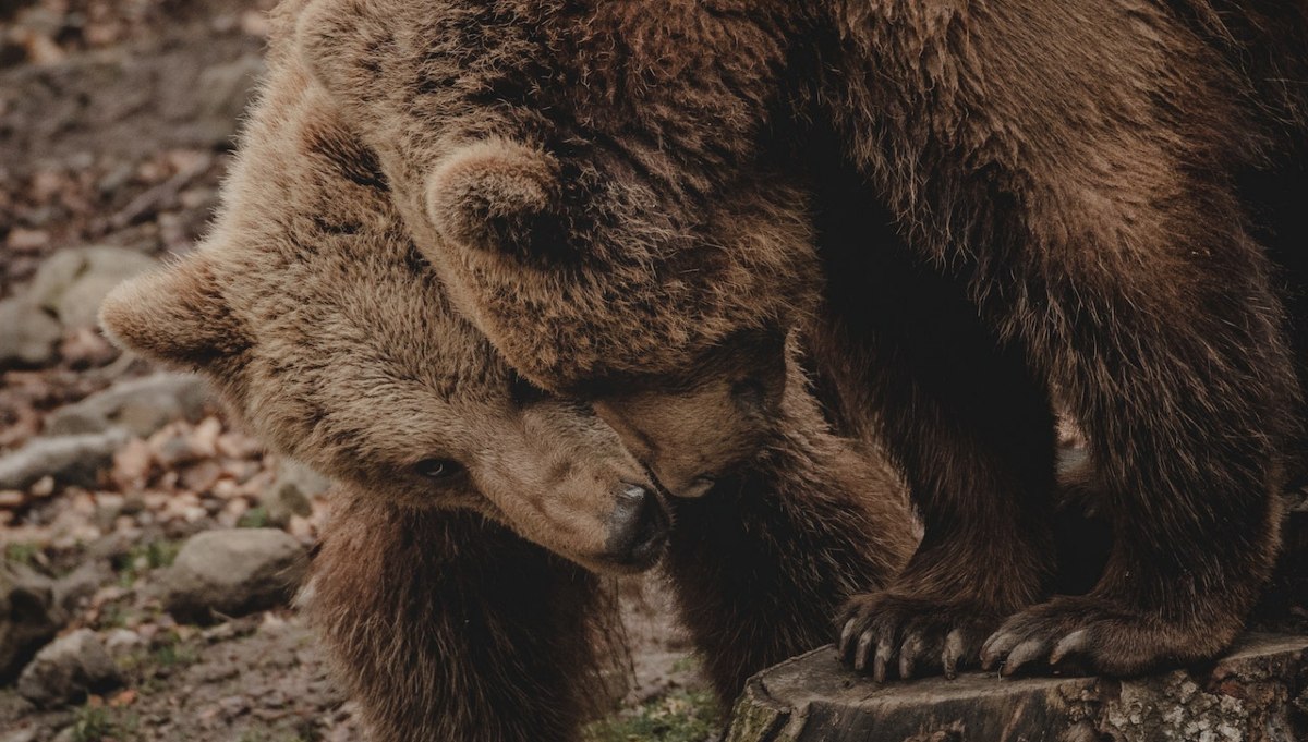 Detectan cambios hormonales en osos pardos provocados por la contaminación ambiental