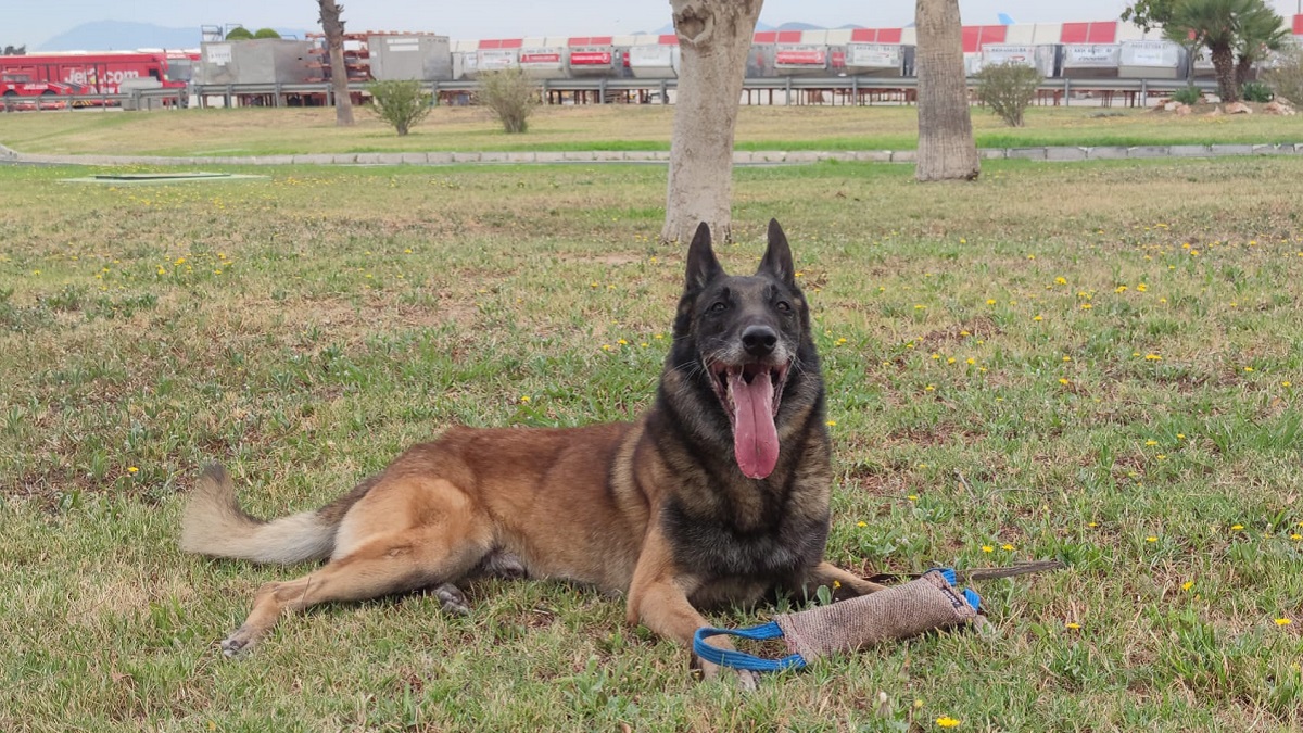 Brujo, agente canino de la Guardia Civil, busca hogar