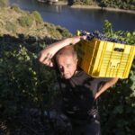 El cosechero estadounidense Zak Elfman recoge racimos de godello y garnacha, en la vendimia de 2021