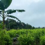 Para acabar con la coca en Colombia, las políticas de sustitución deben incluir a las asociaciones campesinas