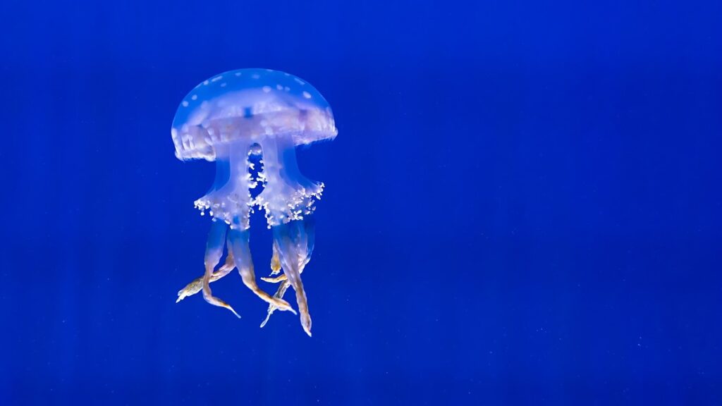 medusa-picadura-que-hacer-1