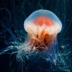 medusa-picadura-que-hacer-2