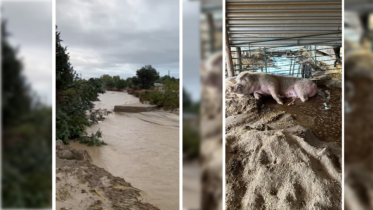 El refugio de animales que sigue incomunicado en Brunete por el paso de la DANA